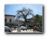 Zansi (47) Baobab